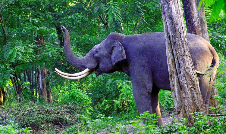 Muthanga Wildlife Sanctuary