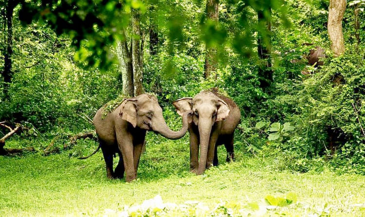 Tholpetty Wildlife Sanctuary