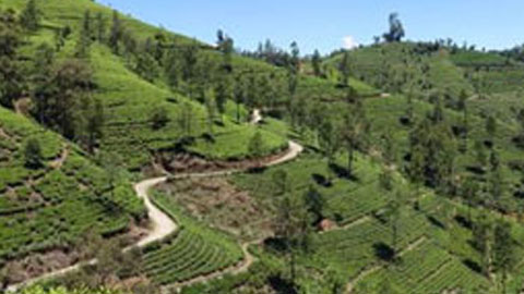 Plantation walk at Kallat British Resort